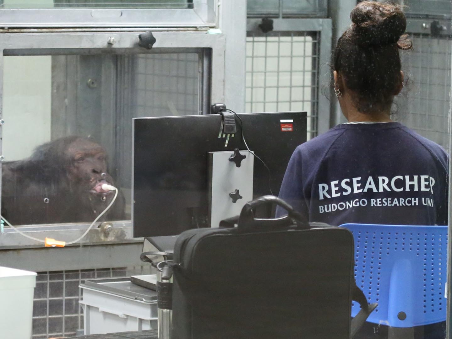 Budongo Research Unit researcher with chimpanzee taking part in voluntary test Image: RZSS 2021